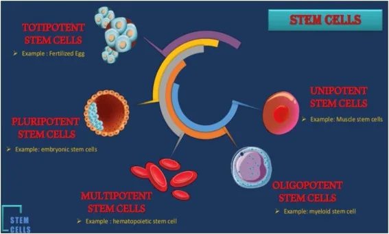 The umbilical cord-derived stem cells acquisition method is one of the greatest advantages of such cells