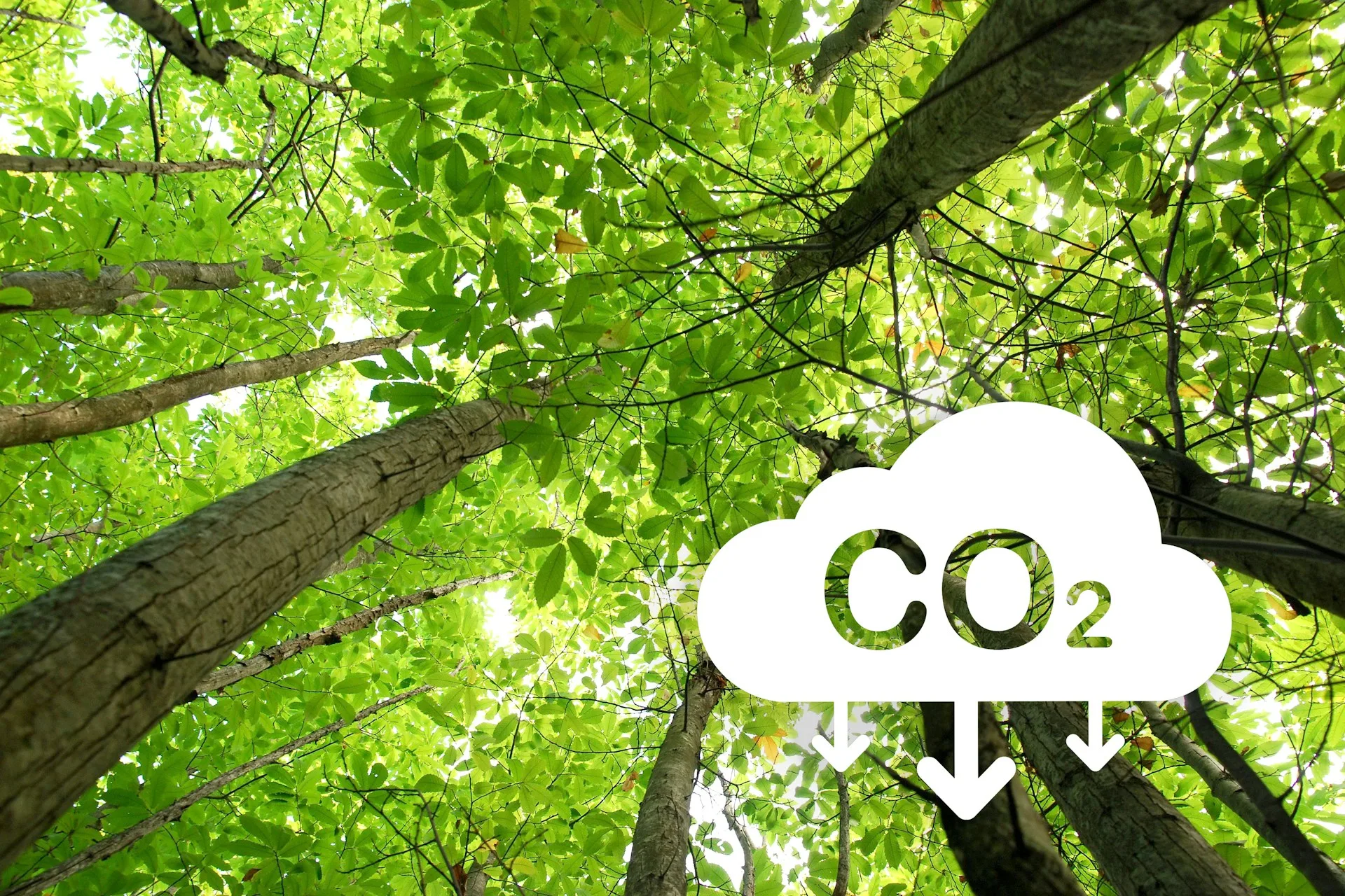 5 Best Carbon Management Platforms 2026: Reviewed and Ranked